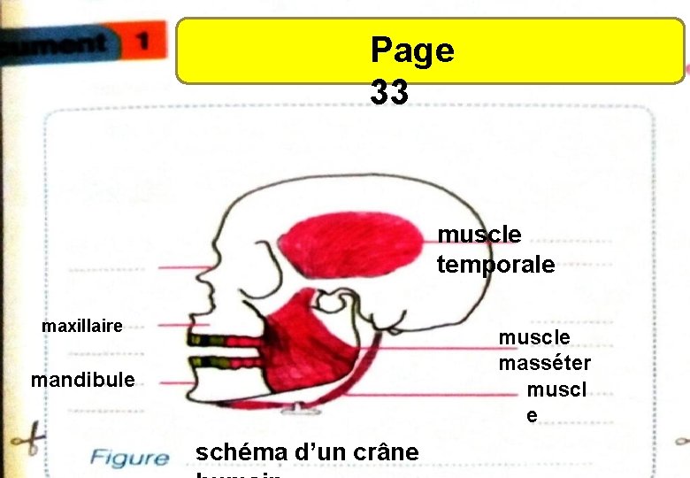 Page 33 muscle temporale maxillaire muscle masséter muscl e mandibule schéma d’un crâne 