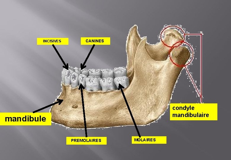 INCISIVES CANINES condyle mandibulaire mandibule PREMOLAIRES 
