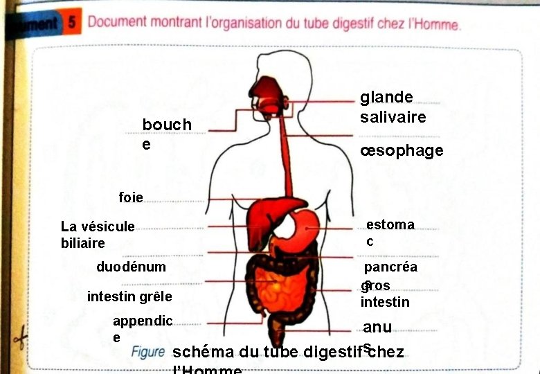 bouch e glande salivaire œsophage foie estoma c La vésicule biliaire duodénum pancréa s