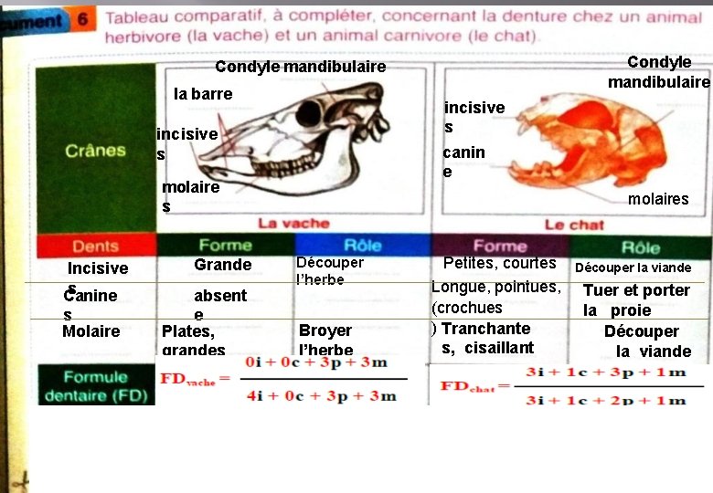 Condyle mandibulaire la barre incisive s canin e molaire s Incisive s Canine s