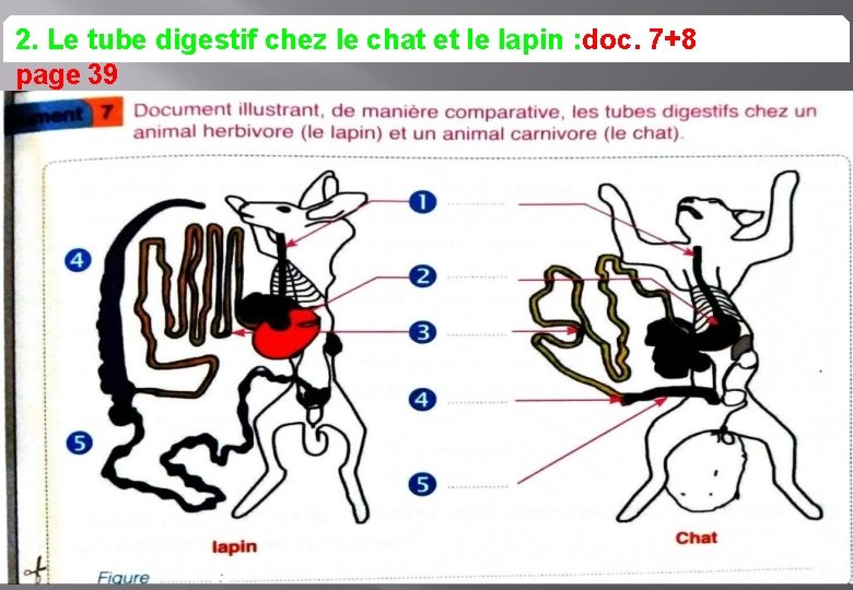 2. Le tube digestif chez le chat et le lapin : doc. 7+8 page