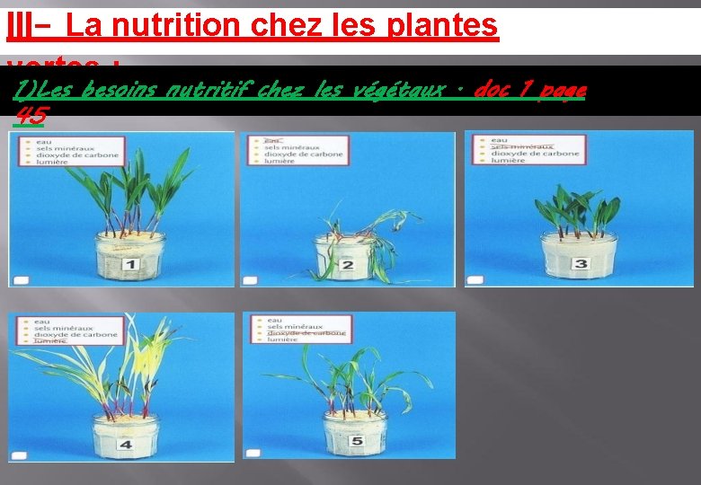 III- La nutrition chez les plantes vertes : 1)Les besoins nutritif chez les végétaux.