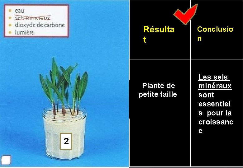 Résulta t Plante de petite taille 2 Conclusio n Les sels minéraux sont essentiel