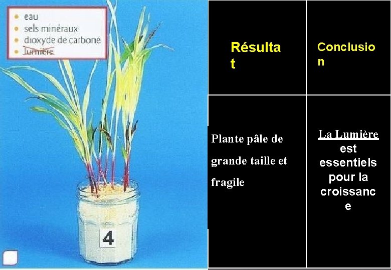 Résulta t Conclusio n Plante pâle de La Lumière est essentiels pour la croissanc