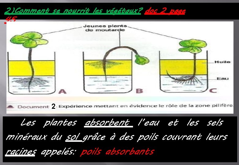 2)Comment se nourrit les végétaux? doc 2 page 45 2 Les plantes absorbent l’eau