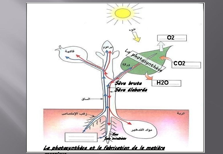 O 2 CO 2 Sève brute Sève élaborée H 2 O Eau Sels minéraux