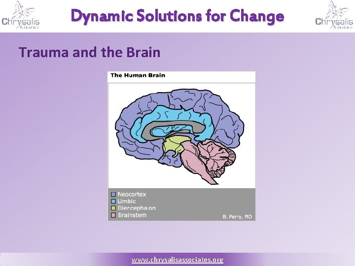 Dynamic Solutions for Change Trauma and the Brain www. chrysalisassociates. org 