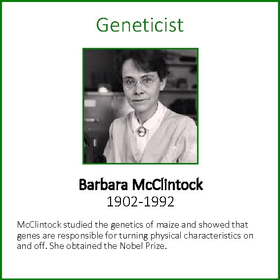 Geneticist Barbara Mc. Clintock 1902 -1992 Mc. Clintock studied the genetics of maize and