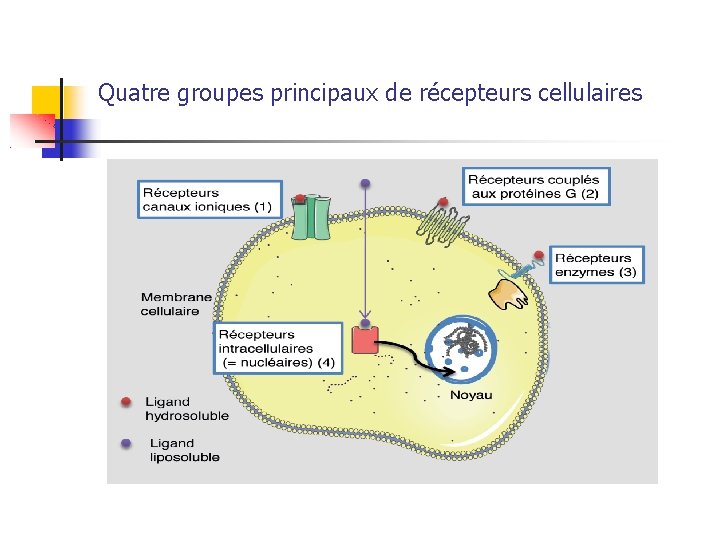 Quatre groupes principaux de récepteurs cellulaires 