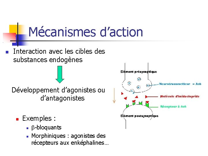 Mécanismes d’action Interaction avec les cibles des substances endogènes Développement d’agonistes ou d’antagonistes Exemples