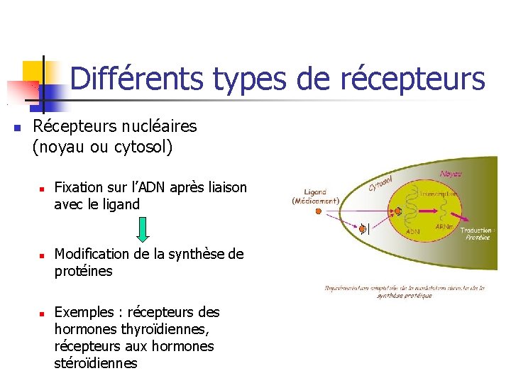 Différents types de récepteurs Récepteurs nucléaires (noyau ou cytosol) Fixation sur l’ADN après liaison