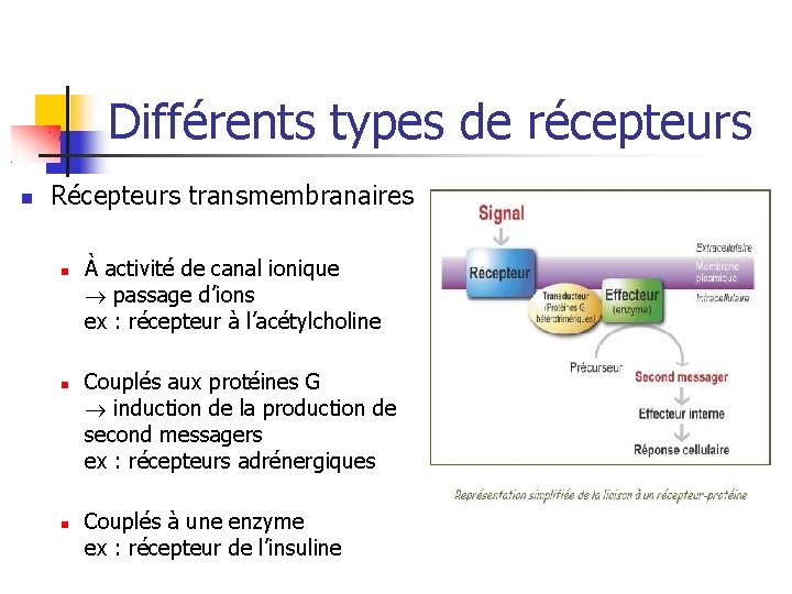 Différents types de récepteurs Récepteurs transmembranaires À activité de canal ionique passage d’ions ex