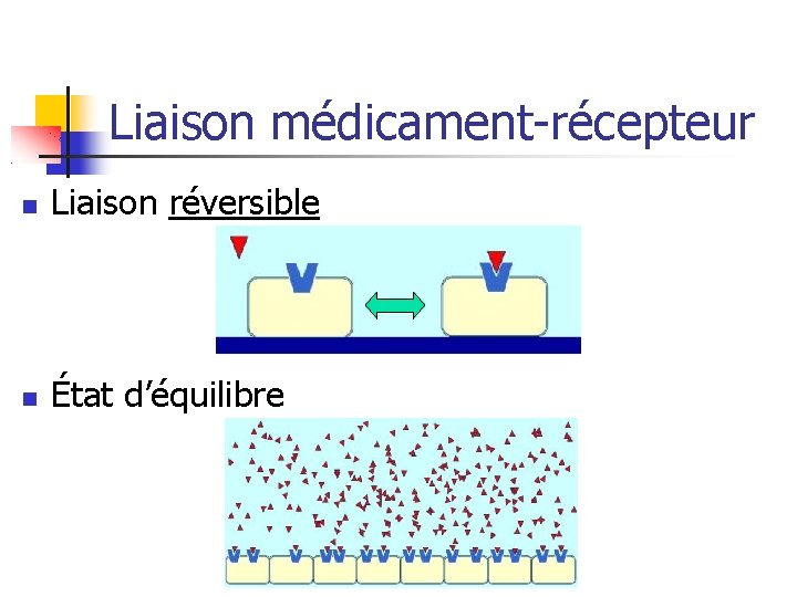 Liaison médicament-récepteur Liaison réversible État d’équilibre 