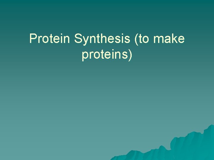 Protein Synthesis (to make proteins) 
