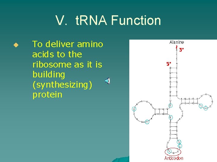 V. t. RNA Function u To deliver amino acids to the ribosome as it