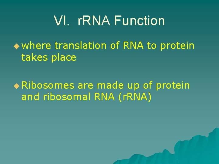 VI. r. RNA Function u where translation of RNA to protein takes place u