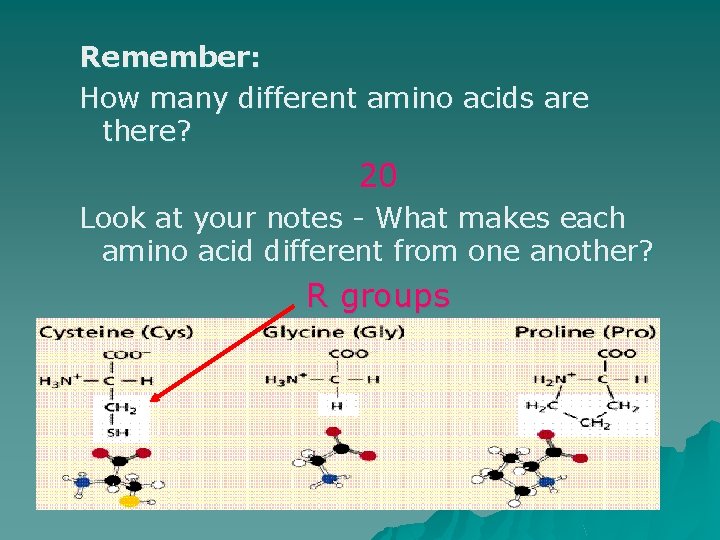 Remember: How many different amino acids are there? 20 Look at your notes -