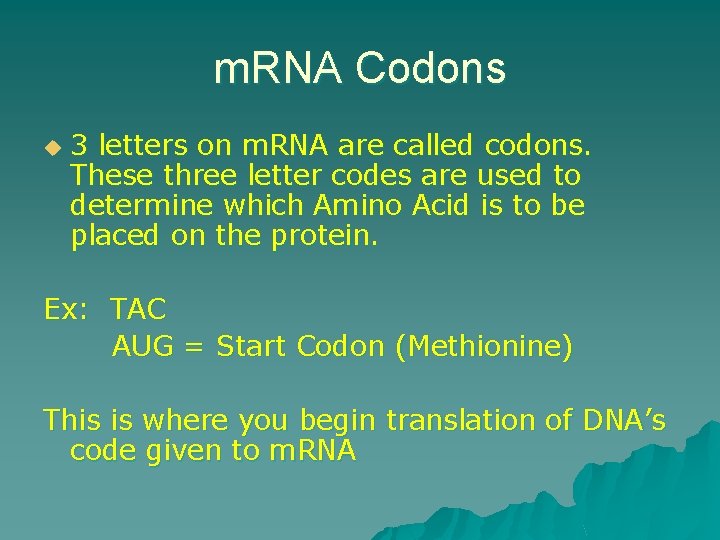 m. RNA Codons u 3 letters on m. RNA are called codons. These three