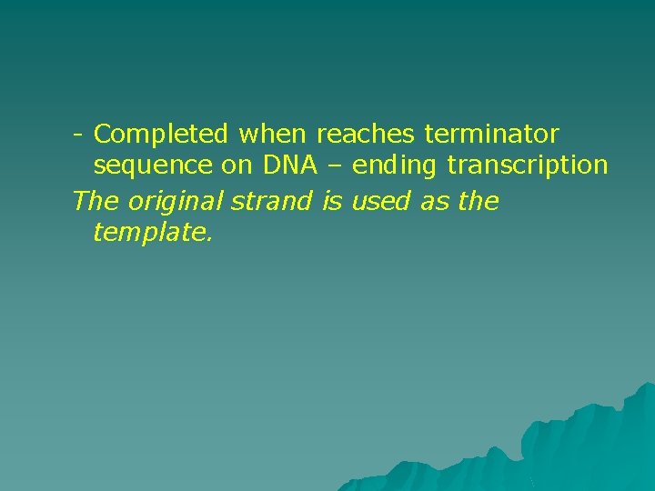 - Completed when reaches terminator sequence on DNA – ending transcription The original strand