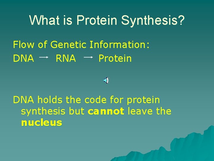 What is Protein Synthesis? Flow of Genetic Information: DNA RNA Protein DNA holds the