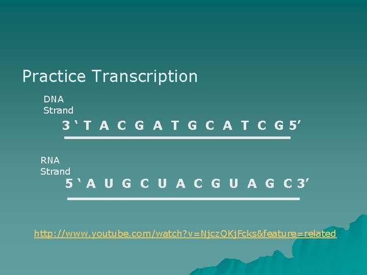 Practice Transcription DNA Strand 3 ‘ T A C G A T G C