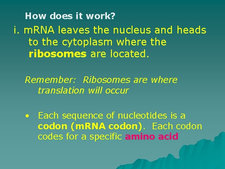 How does it work? i. m. RNA leaves the nucleus and heads to the