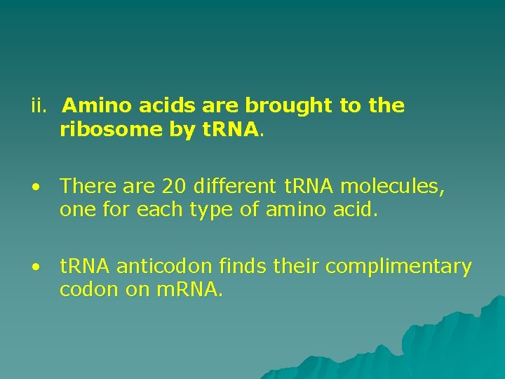 ii. Amino acids are brought to the ribosome by t. RNA. • There are