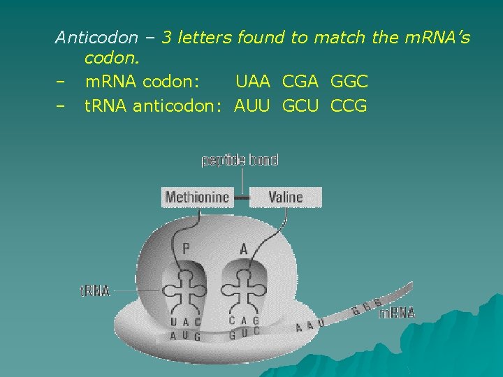 Anticodon – 3 letters found to match the m. RNA’s codon. – m. RNA