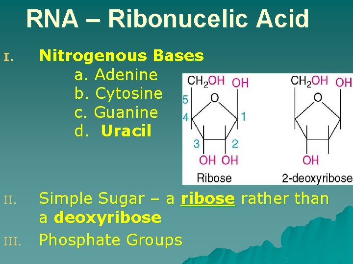 RNA – Ribonucelic Acid I. Nitrogenous Bases a. Adenine b. Cytosine c. Guanine d.