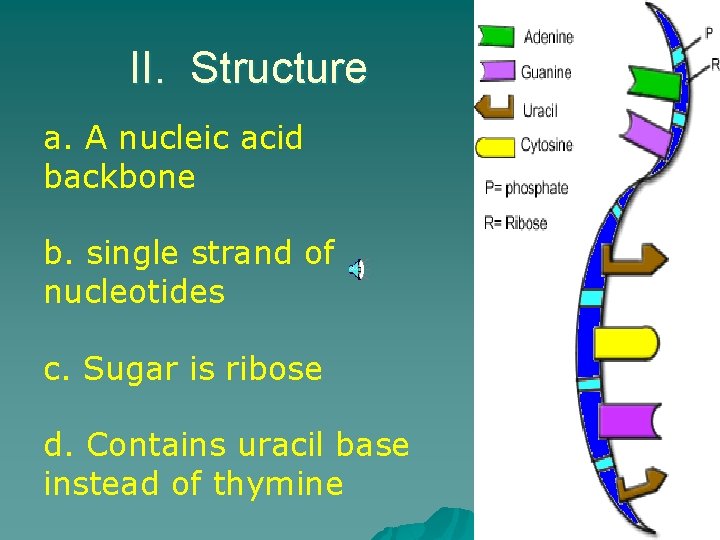 II. Structure a. A nucleic acid backbone b. single strand of nucleotides c. Sugar