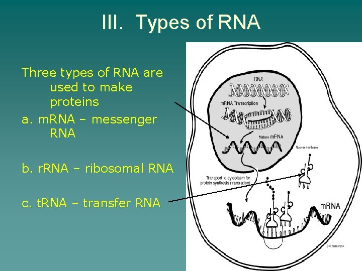 III. Types of RNA Three types of RNA are used to make proteins a.