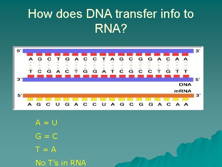 How does DNA transfer info to RNA? A=U G=C T=A No T’s in RNA