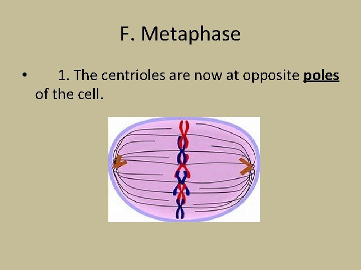F. Metaphase • 1. The centrioles are now at opposite poles of the cell.