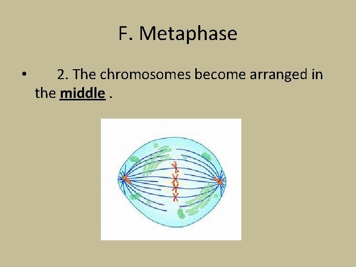 F. Metaphase • 2. The chromosomes become arranged in the middle. 