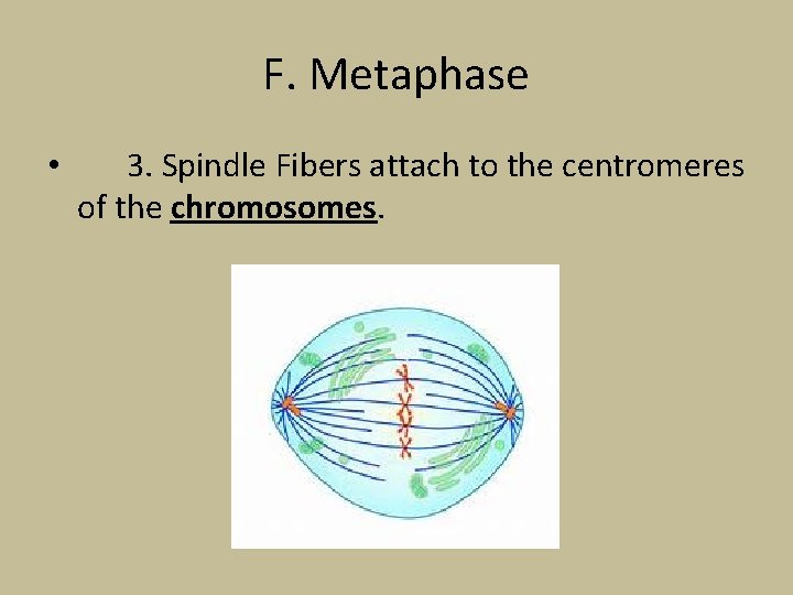 F. Metaphase • 3. Spindle Fibers attach to the centromeres of the chromosomes. 
