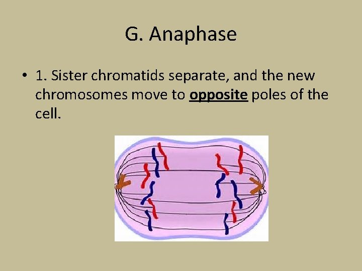 G. Anaphase • 1. Sister chromatids separate, and the new chromosomes move to opposite