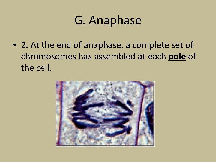 G. Anaphase • 2. At the end of anaphase, a complete set of chromosomes