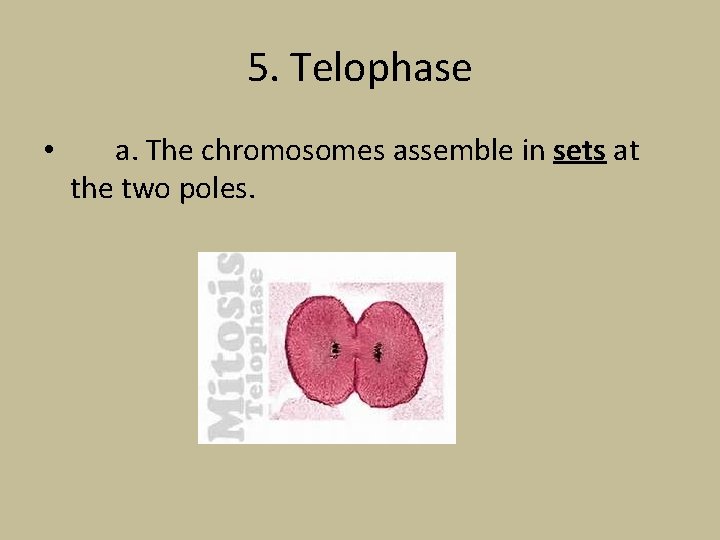 5. Telophase • a. The chromosomes assemble in sets at the two poles. 