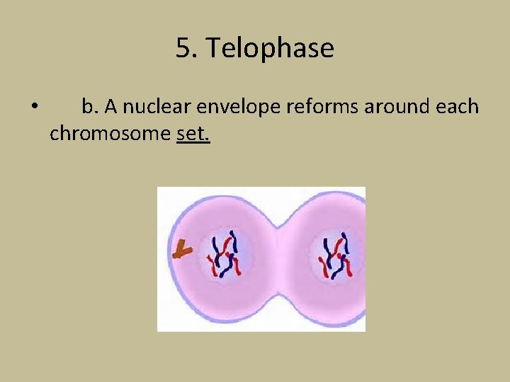 5. Telophase • b. A nuclear envelope reforms around each chromosome set. 