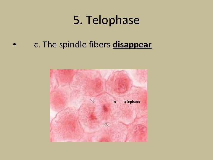 5. Telophase • c. The spindle fibers disappear 