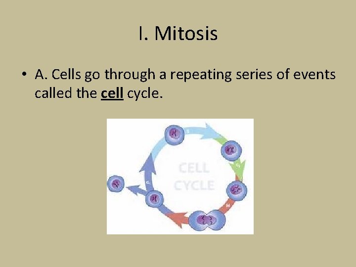 I. Mitosis • A. Cells go through a repeating series of events called the