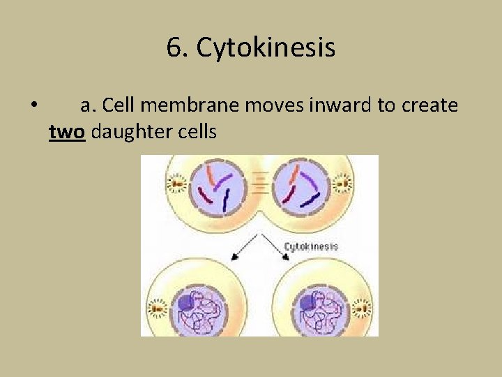 6. Cytokinesis • a. Cell membrane moves inward to create two daughter cells 