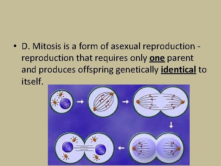  • D. Mitosis is a form of asexual reproduction that requires only one