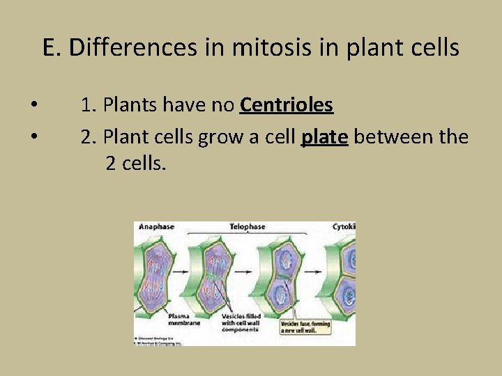 E. Differences in mitosis in plant cells • • 1. Plants have no Centrioles