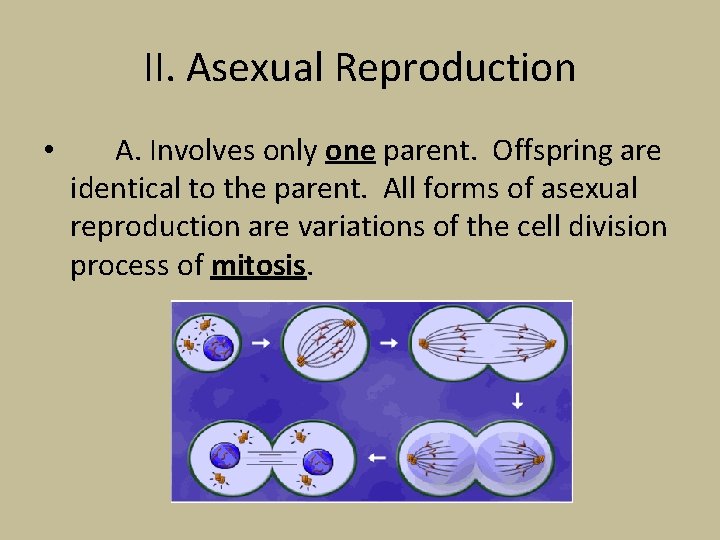 II. Asexual Reproduction • A. Involves only one parent. Offspring are identical to the