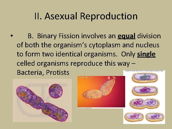 II. Asexual Reproduction • B. Binary Fission involves an equal division of both the