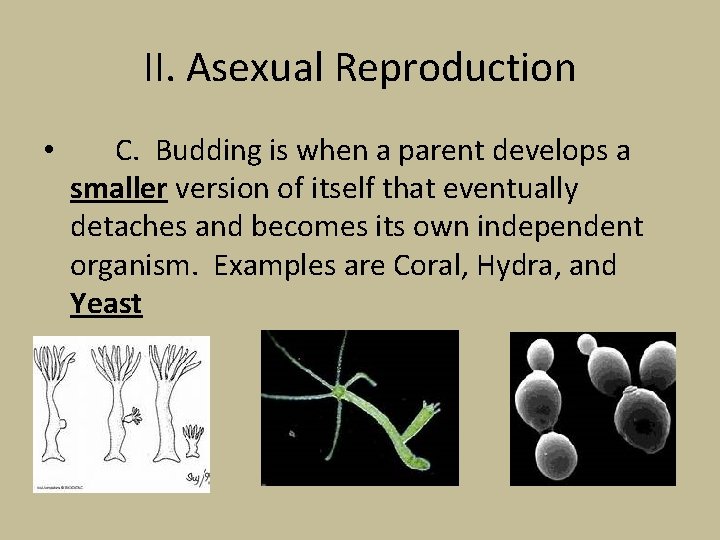 II. Asexual Reproduction • C. Budding is when a parent develops a smaller version