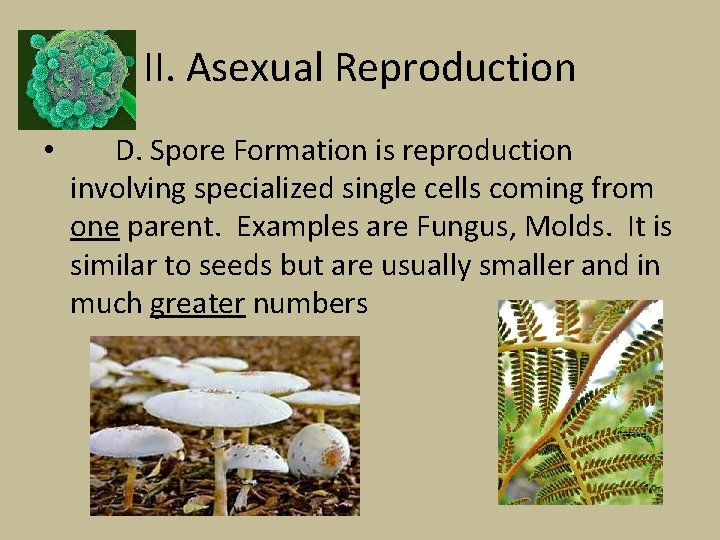II. Asexual Reproduction • D. Spore Formation is reproduction involving specialized single cells coming