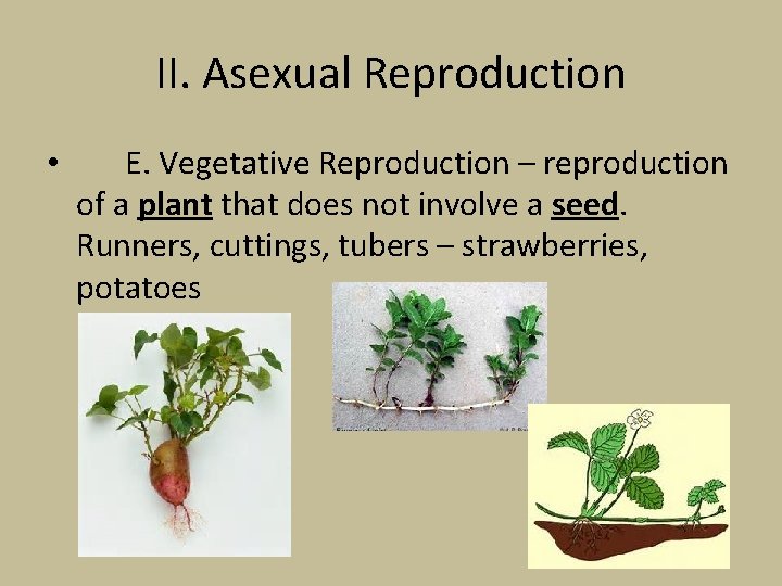 II. Asexual Reproduction • E. Vegetative Reproduction – reproduction of a plant that does