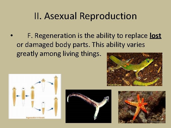 II. Asexual Reproduction • F. Regeneration is the ability to replace lost or damaged